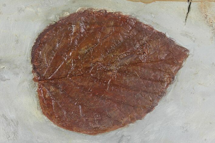 Fossil Leaf (Beringiaphyllum) - Montana #99344